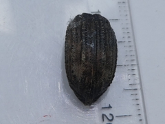 Anagotus