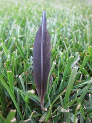 Melanerpes formicivorus