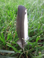 Melanerpes formicivorus