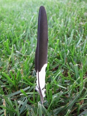 Melanerpes formicivorus