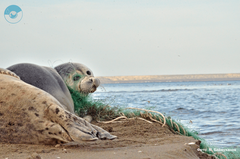 Caspian Seal photo 2