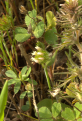 Trifolium microdon