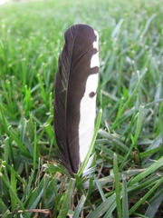 Melanerpes formicivorus