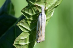 Crambus lathoniellus