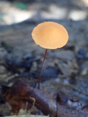 Marasmius cladophyllus
