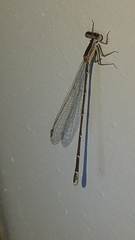 Nehalennia pallidula