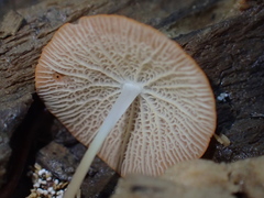 Marasmius cladophyllus