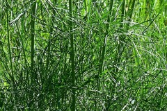 Peucedanum morisonii