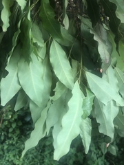 Cryptocarya transvaalensis