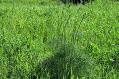 Peucedanum morisonii