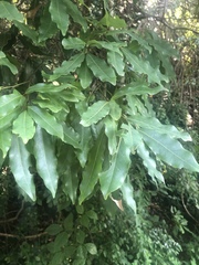 Cryptocarya transvaalensis