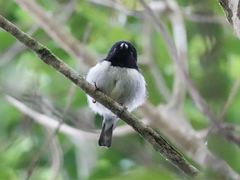 Tomtit photo 3
