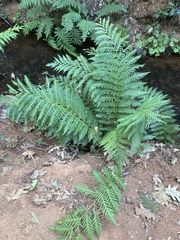 Woodwardia fimbriata image