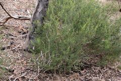 Acacia rupicola