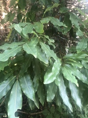 Cryptocarya transvaalensis