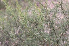 Acacia rupicola