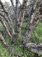 Quercus john-tuckeri