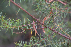 Acacia rupicola