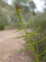 Acacia rupicola