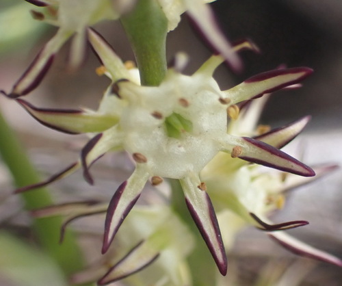 Whitehead (Wurmbea spicata)
