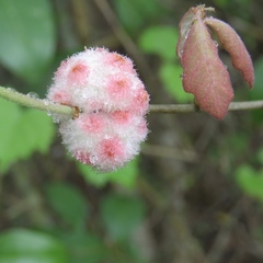 Callirhytis seminator