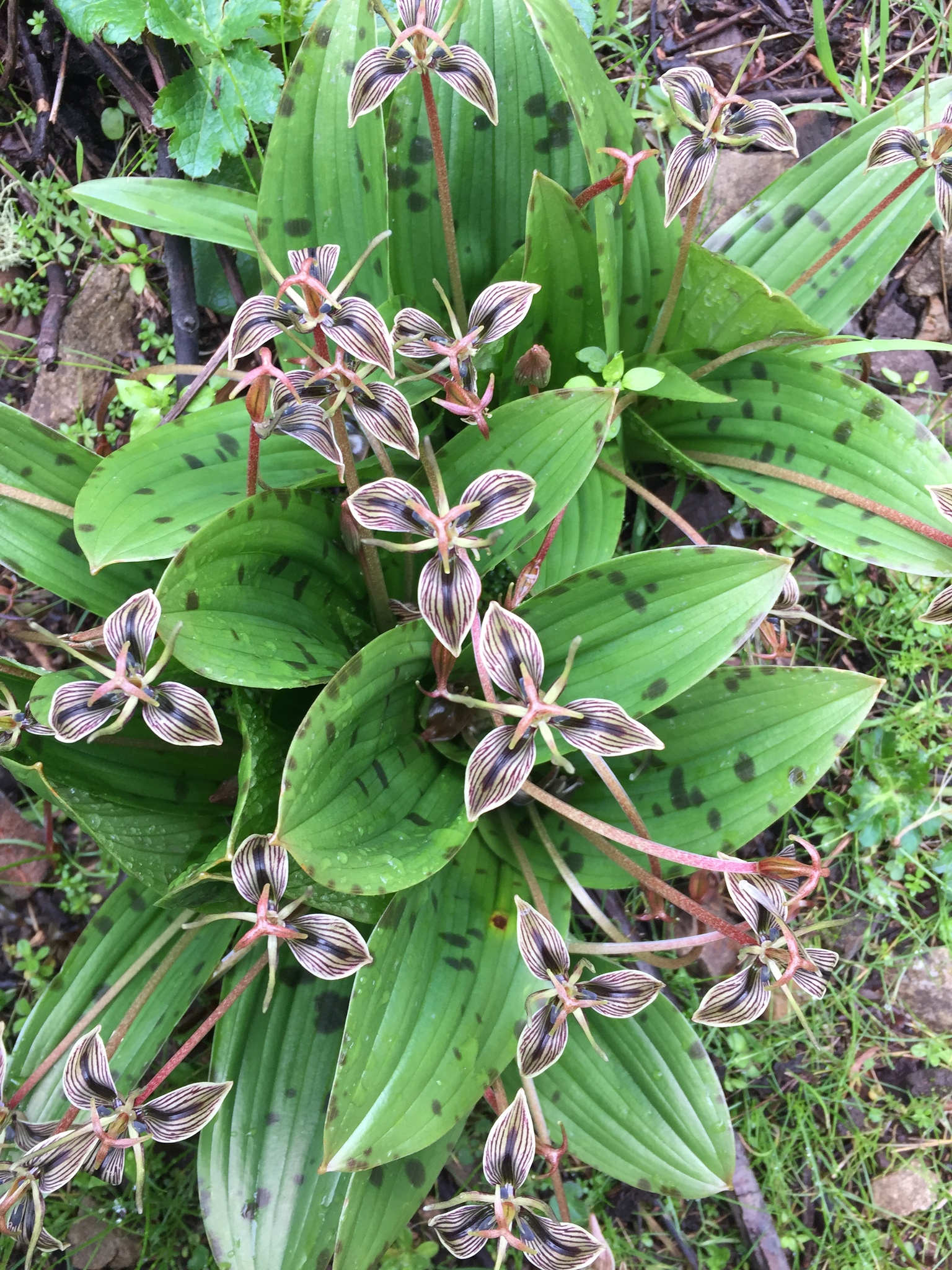 Scoliopus bigelovii