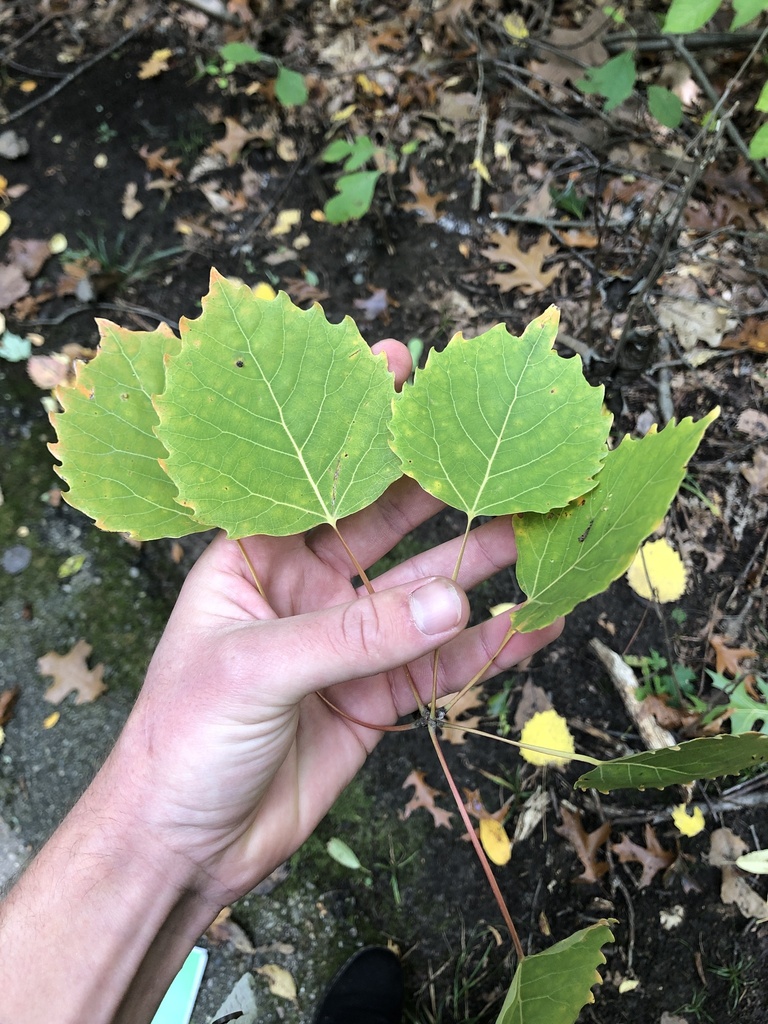 bigtooth-aspen-from-washtenaw-county-us-mi-us-on-october-7-2023-at