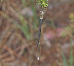 Rhadinosticta simplex