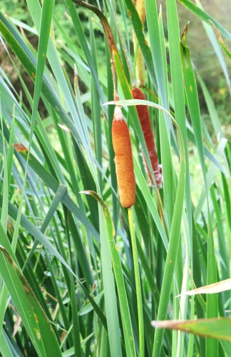 Typha × provincialis (Typha × provincialis)