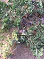 Daucus pumilus