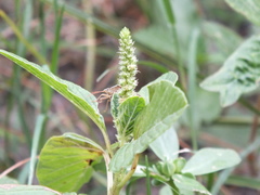 Amaranthus