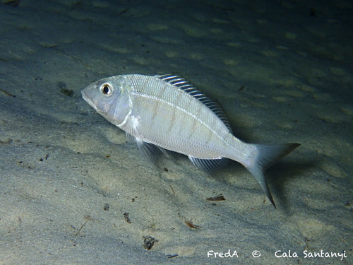 Striped Seabream
