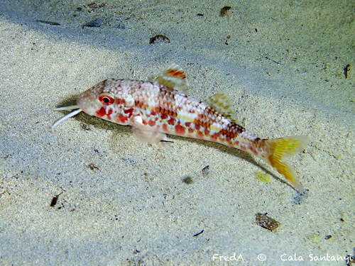 Red mullet (Mullus surmuletus) — Mullidae