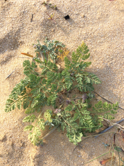 Daucus pumilus