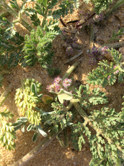 Daucus pumilus