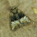Mesoligia furuncula - Photo (c) Michał Brzeziński, algunos derechos reservados (CC BY-NC), subido por Michał Brzeziński