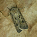 Turnip Moth - Photo (c) Michał Brzeziński, some rights reserved (CC BY-NC), uploaded by Michał Brzeziński