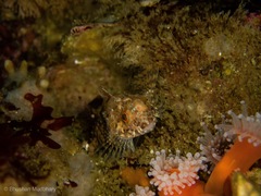 Artedius harringtoni