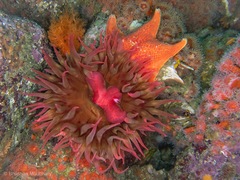 Cribrinopsis albopunctata