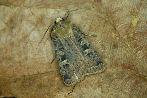 Square-spot Rustic, photo 2 of 10