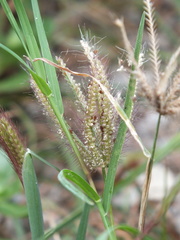 Chloris