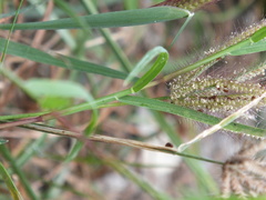 Chloris
