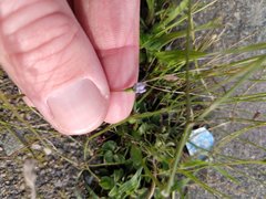 Wahlenbergia marginata