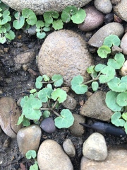 Hydrocotyle nepalensis
