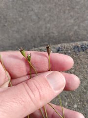 Wahlenbergia marginata