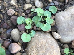 Hydrocotyle nepalensis