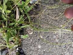 Wahlenbergia marginata