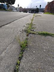 Wahlenbergia marginata