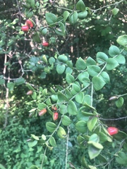 Carissa bispinosa zambesiensis