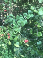 Carissa bispinosa zambesiensis
